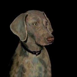 WEIMARANER